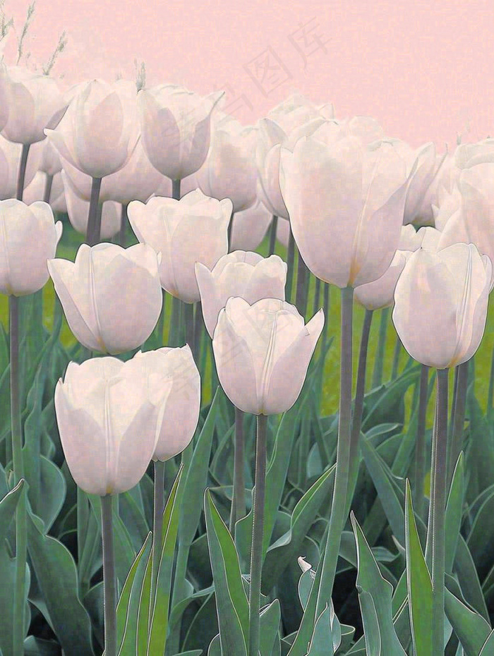 春天粉色郁金香花海绿叶温馨阳光，春分摄影图(928x1232)