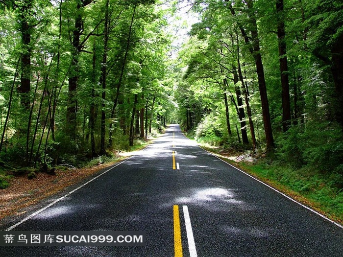 绿色树林公路风景图片