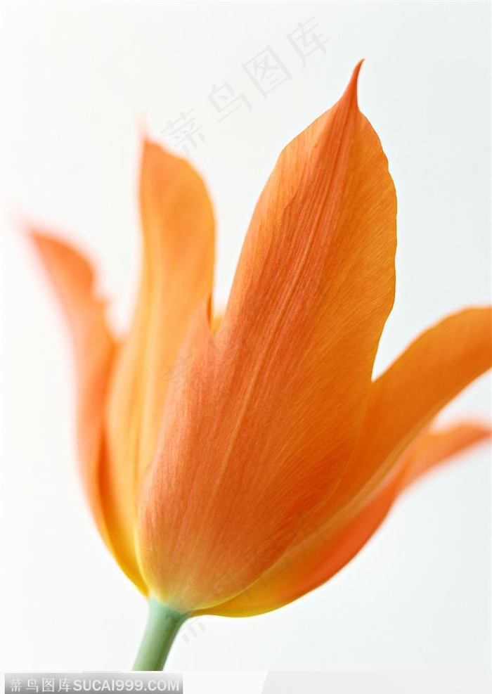 花的彩绘-郁金香花朵特写