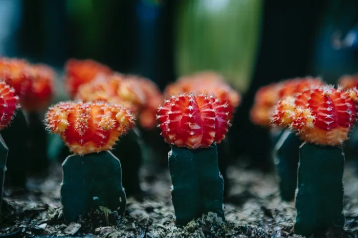 绿色仙人掌仙人球摄影素材