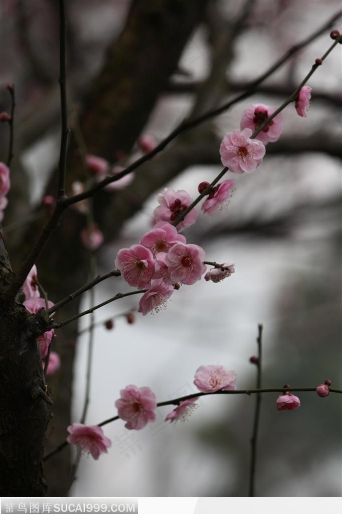 梅花情缘-一枝漂亮的梅花