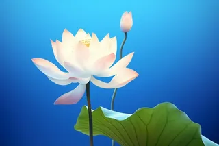 蓝色简约大气荷花意境背景