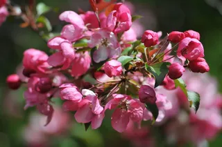 粉色苹果花开放图片