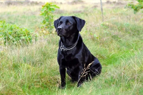 拉布拉多犬图片黑色 拉布拉多犬图片黑色