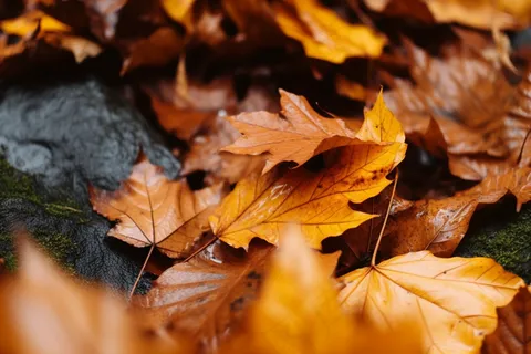 秋天落叶黄叶水河流摄影图 秋天落叶黄叶水河流摄影图