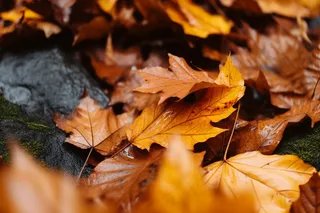 秋天落叶黄叶水河流摄影图