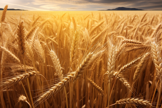 秋天麦田里成熟的小麦摄影图