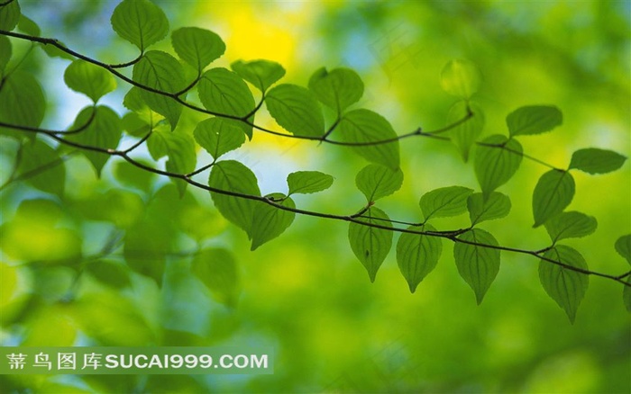 一丛树叶素材风景图片