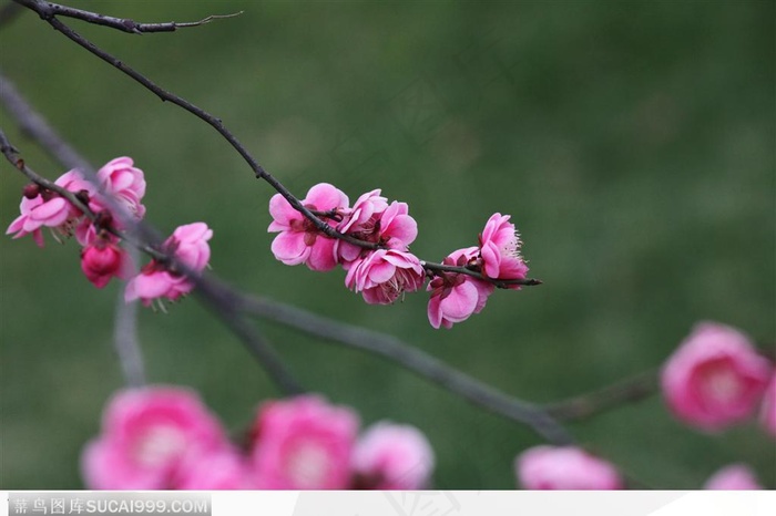 梅花情缘-一串的粉色梅花