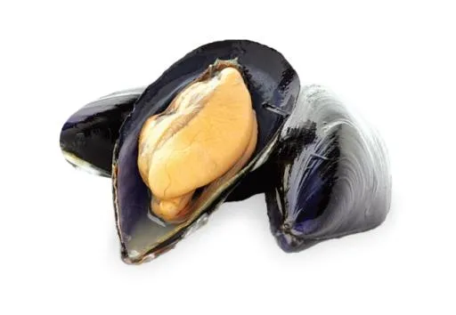 贻贝 PNG免抠(650x450)