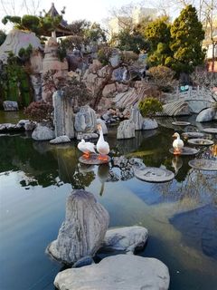 公园池边观鹅图