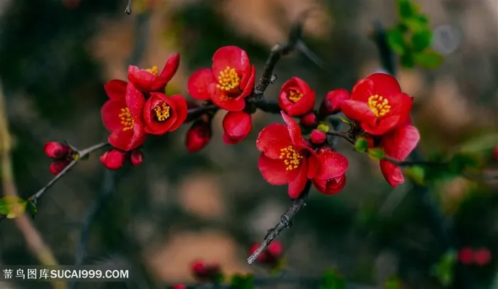 美丽多彩的海棠花图片