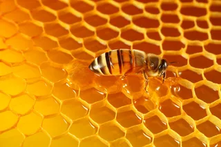 蜂蜜蜜蜂蜂巢细节特写摄影图