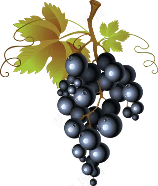 葡萄免抠素材 (2)