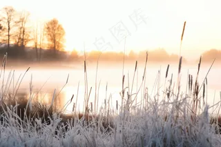 清晨白霜布满植物冷气摄影图