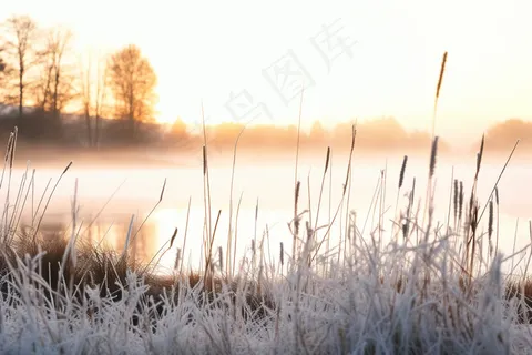 清晨白霜布满植物冷气摄影图 清晨白霜布满植物冷气摄影图