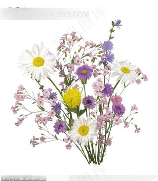 花语系类-野花和白色饿菊花