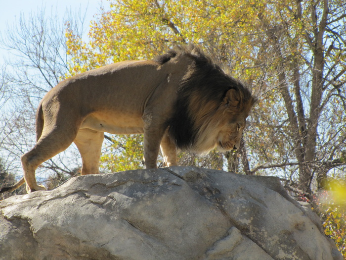 狮子动物园动物森林野生设计素材