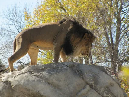 狮子动物园动物森林野生设计素材