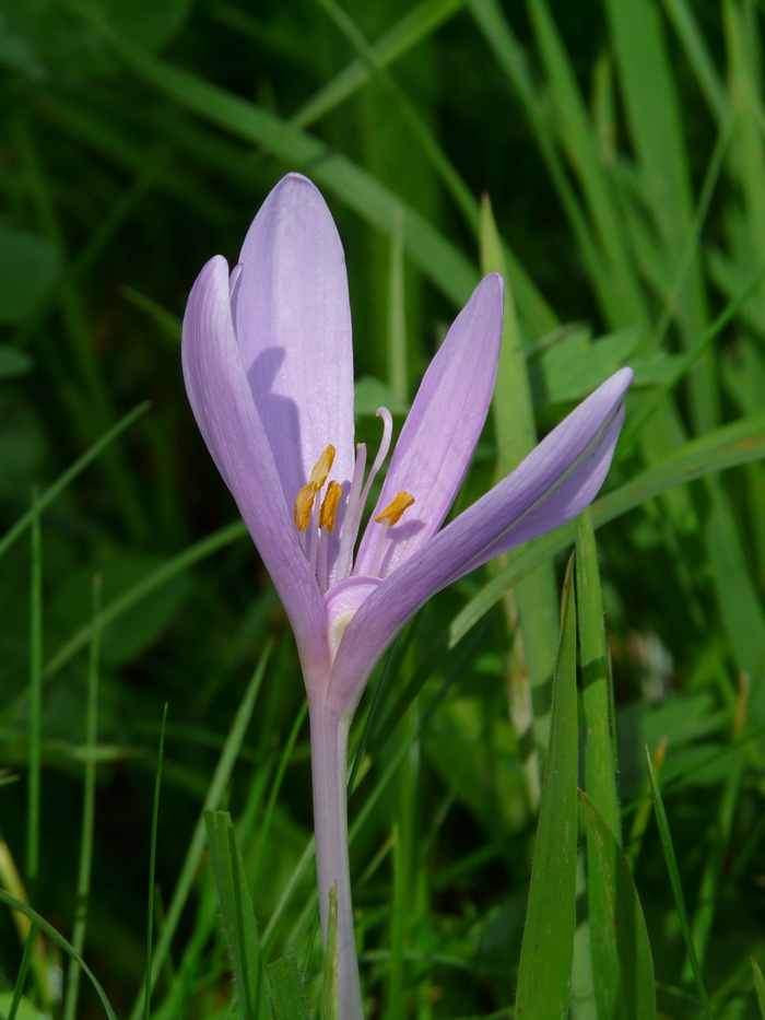 秋季紫色水仙花图片