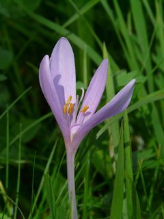 秋季紫色水仙花图片
