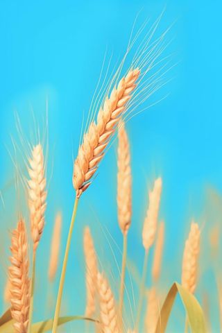 小麦蓝色虚化背景