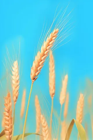 小麦蓝色虚化背景