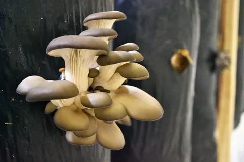 食用新鲜蘑菇图片 食用新鲜蘑菇图片