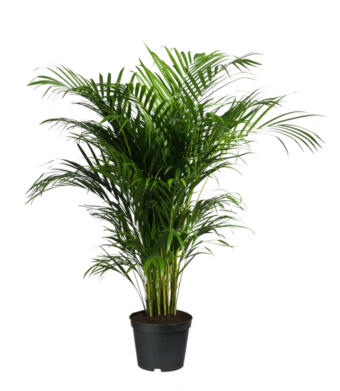 室内植物盆栽