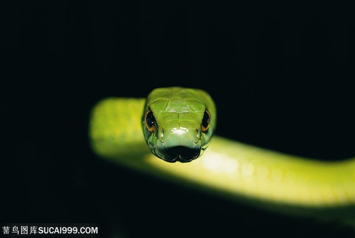 野生世界-漂亮的绿色蛇素材