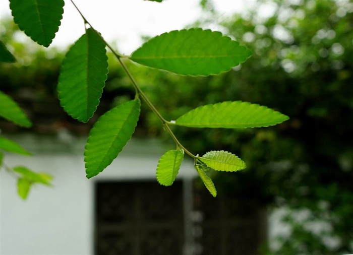 春天新鲜的嫩叶素材图