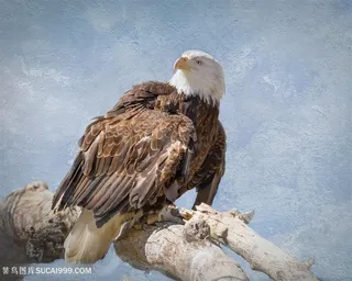 枯枝上的老鹰图片