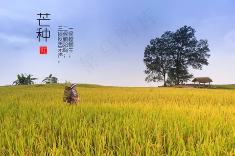 芒种三候图片 芒种三候图片