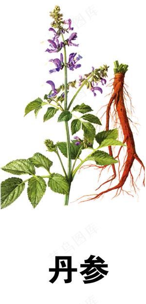 手绘草本中药药材丹参