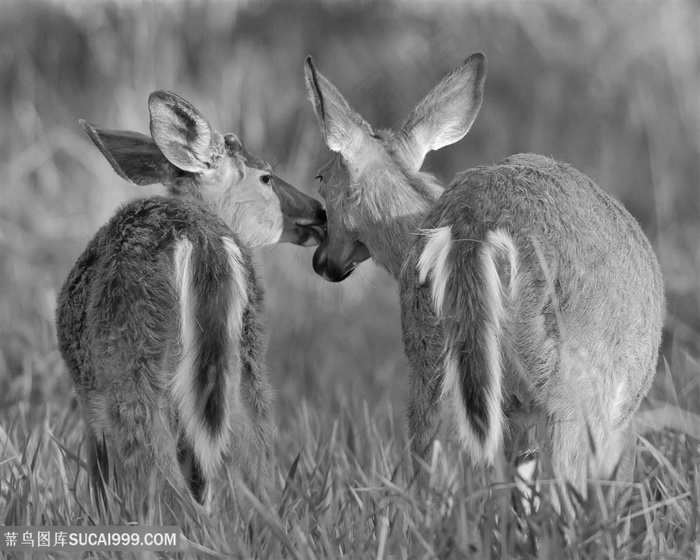 黑白麋鹿图片