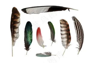 多种颜色的羽毛高清图片