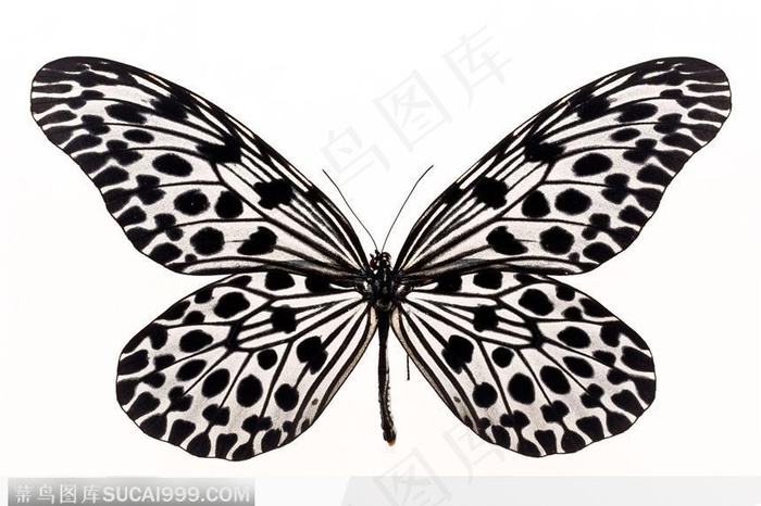 蝴蝶标本（花蝴蝶）