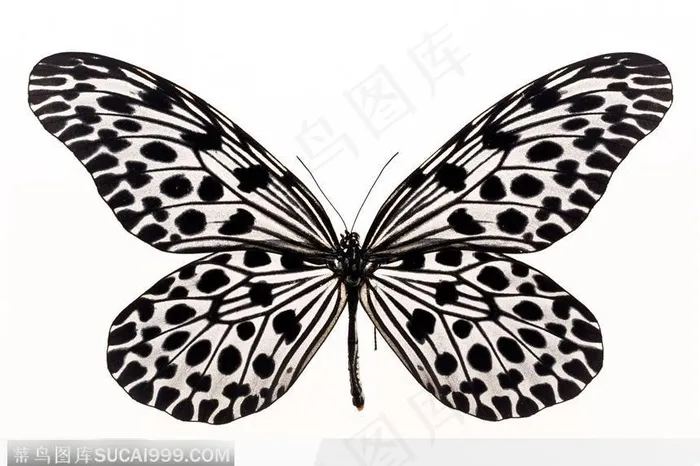 蝴蝶标本（花蝴蝶）