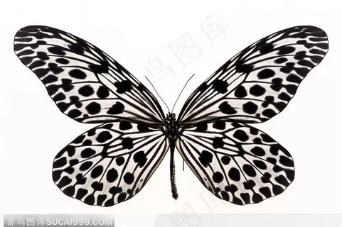 蝴蝶标本（花蝴蝶）