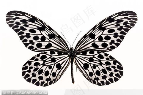 蝴蝶标本(花蝴蝶) 蝴蝶标本(花蝴蝶)