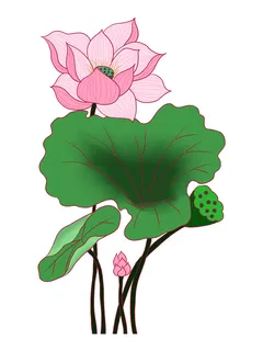 国潮中国风手绘荷花莲花荷叶莲藕植物花卉装饰插画PSD设计素材