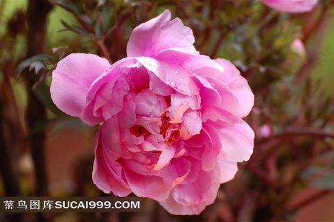 粉色牡丹花素材