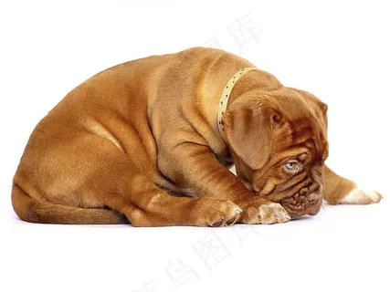 宠物斗牛犬图片 宠物斗牛犬图片