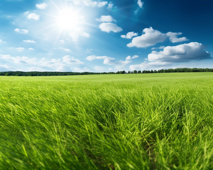 蓝天白云阳光明媚的绿油油的绿草摄影图