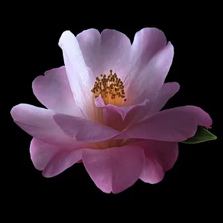 超高清粉色芙蓉花鲜花图片