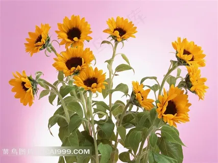 娇艳迷人的向日葵鲜花素材 娇艳迷人的向日葵鲜花素材