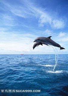 海洋的精灵海豚高清素材图