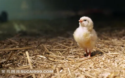 麦秆地上的小鸡摄影素材