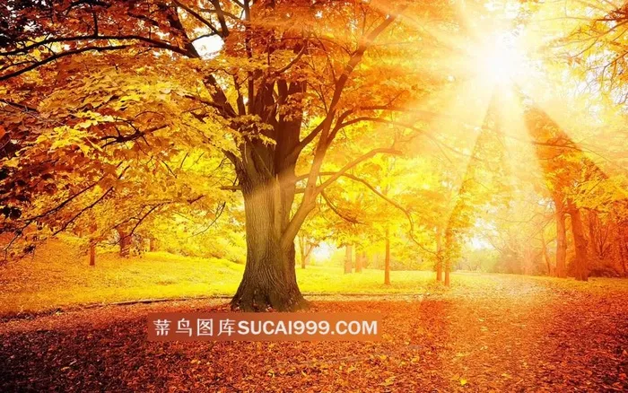 金色阳光树林高清图片
