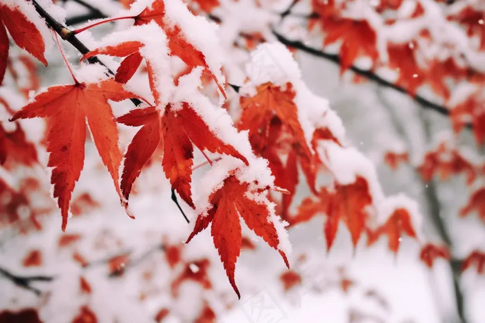 冬天雪景枫叶上的雪花摄影图(4032x2688)